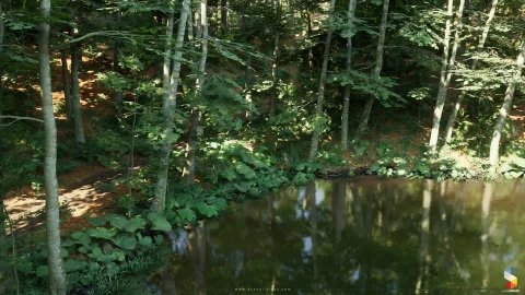 山毛榉森林生态系统 - Beech Forest Ecosystem