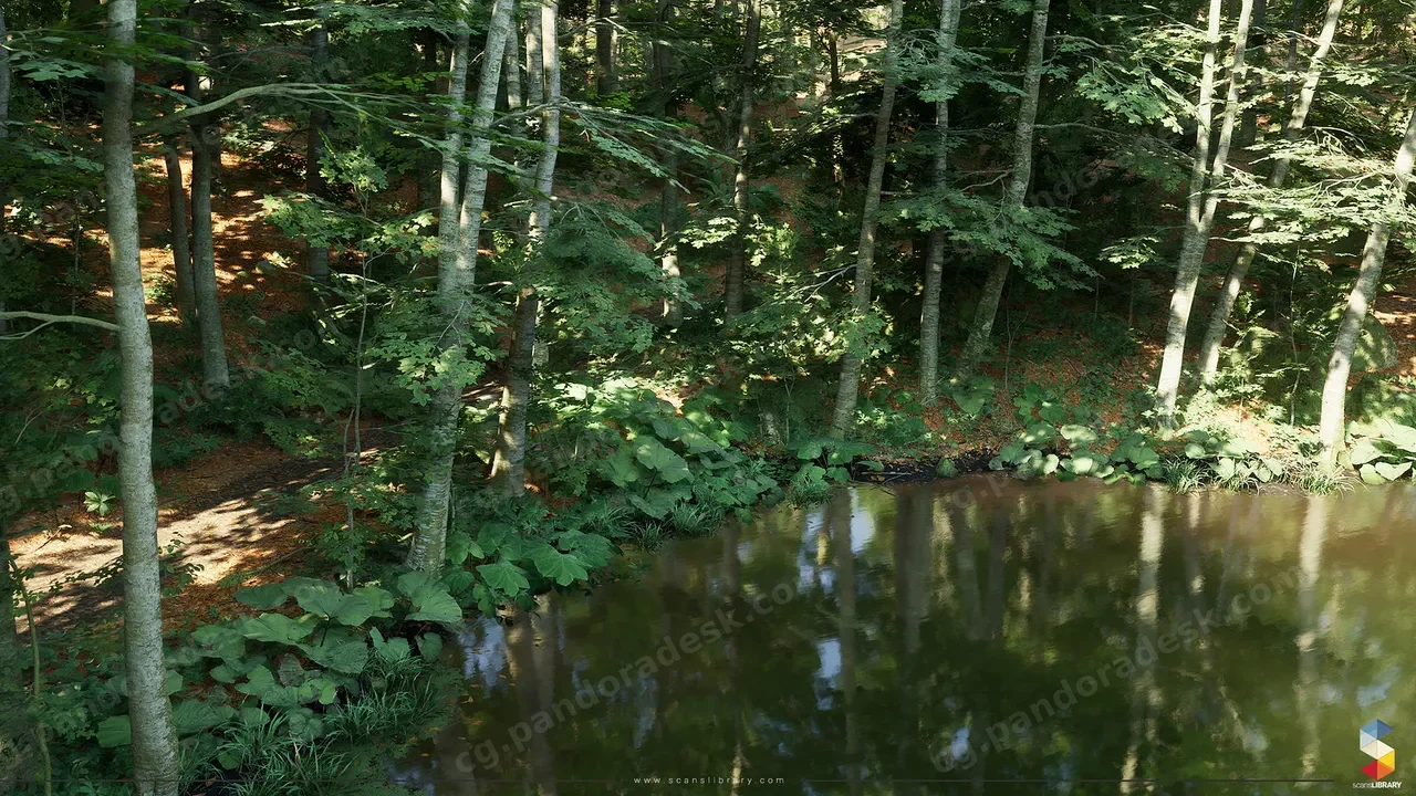 山毛榉森林生态系统 - Beech Forest Ecosystem