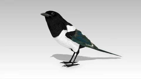 喜鹊带动画 - Magpie