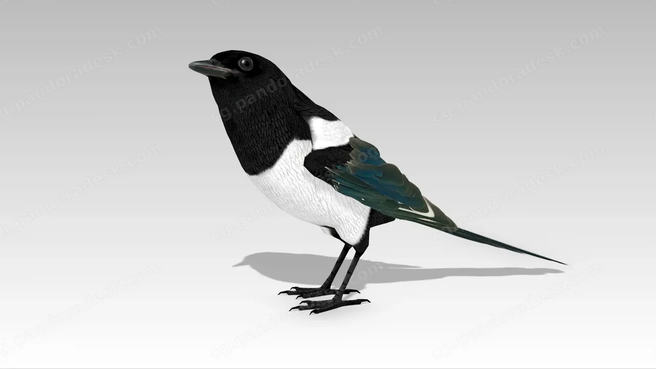 喜鹊带动画 - Magpie