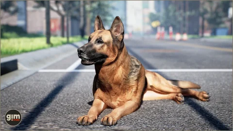 动物 德国牧羊犬 - Animalia - German Shepherd