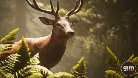 动物界 - 雄性马鹿-Animalia - Red Deer (male)