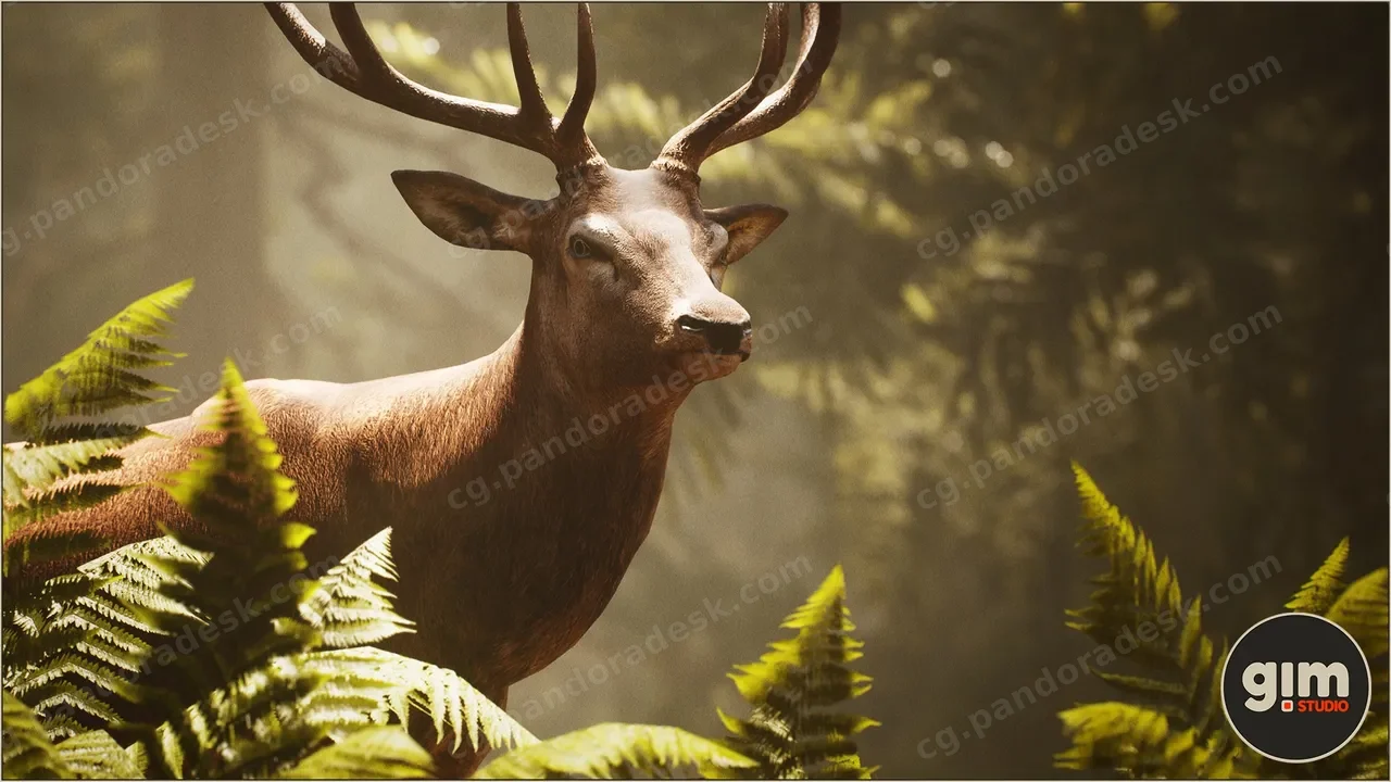 动物界 - 雄性马鹿-Animalia - Red Deer (male)