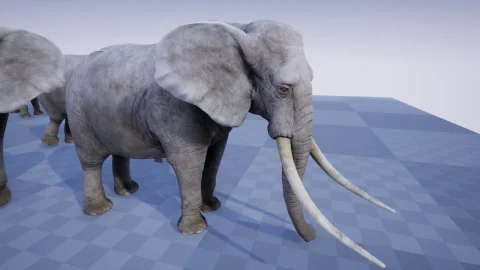 非洲大象-ELEPHANT