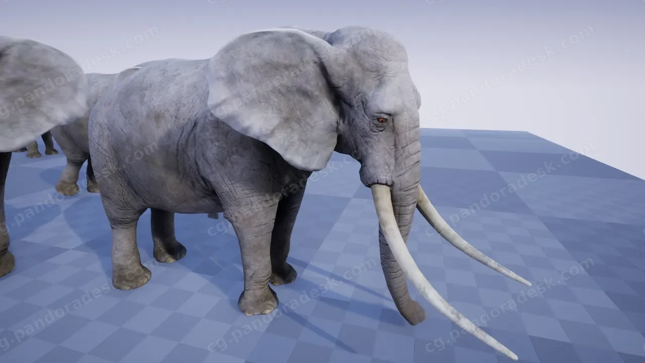 非洲大象-ELEPHANT