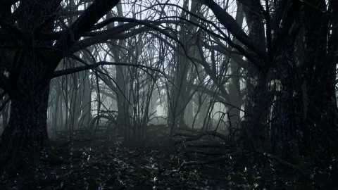 黑暗森林-Dark Forest