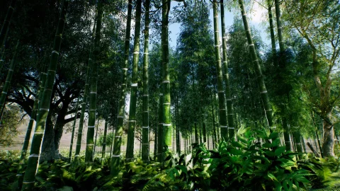 亚洲竹林 - Bamboo Asian forest