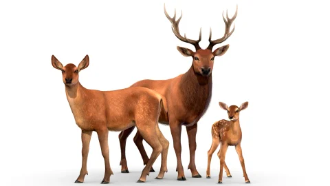 红鹿家族 - Red Deer Family