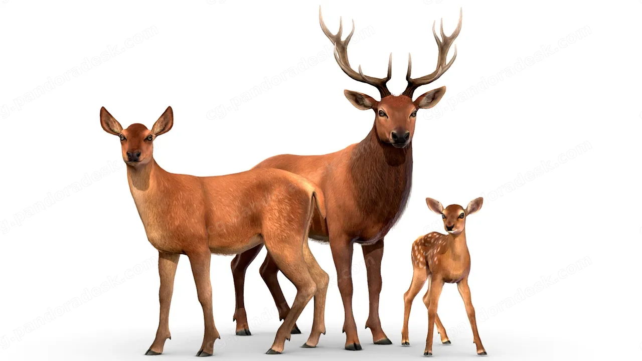 红鹿家族 - Red Deer Family