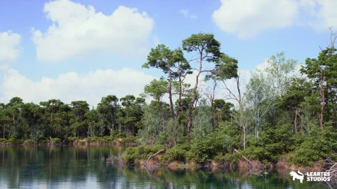 松树环境（树叶、岛屿、PCG、自然、河流） - The Pine Environment (Foliage , Island , PCG , Nature , River )
