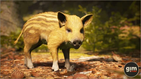 山猪野猪-Animalia - Wild Boar (young)