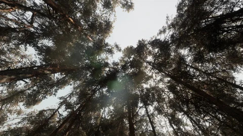 松树林 - 基于摄影测量的高多边形生物群落 - Pine forest - Photogrammetry based High poly Biome