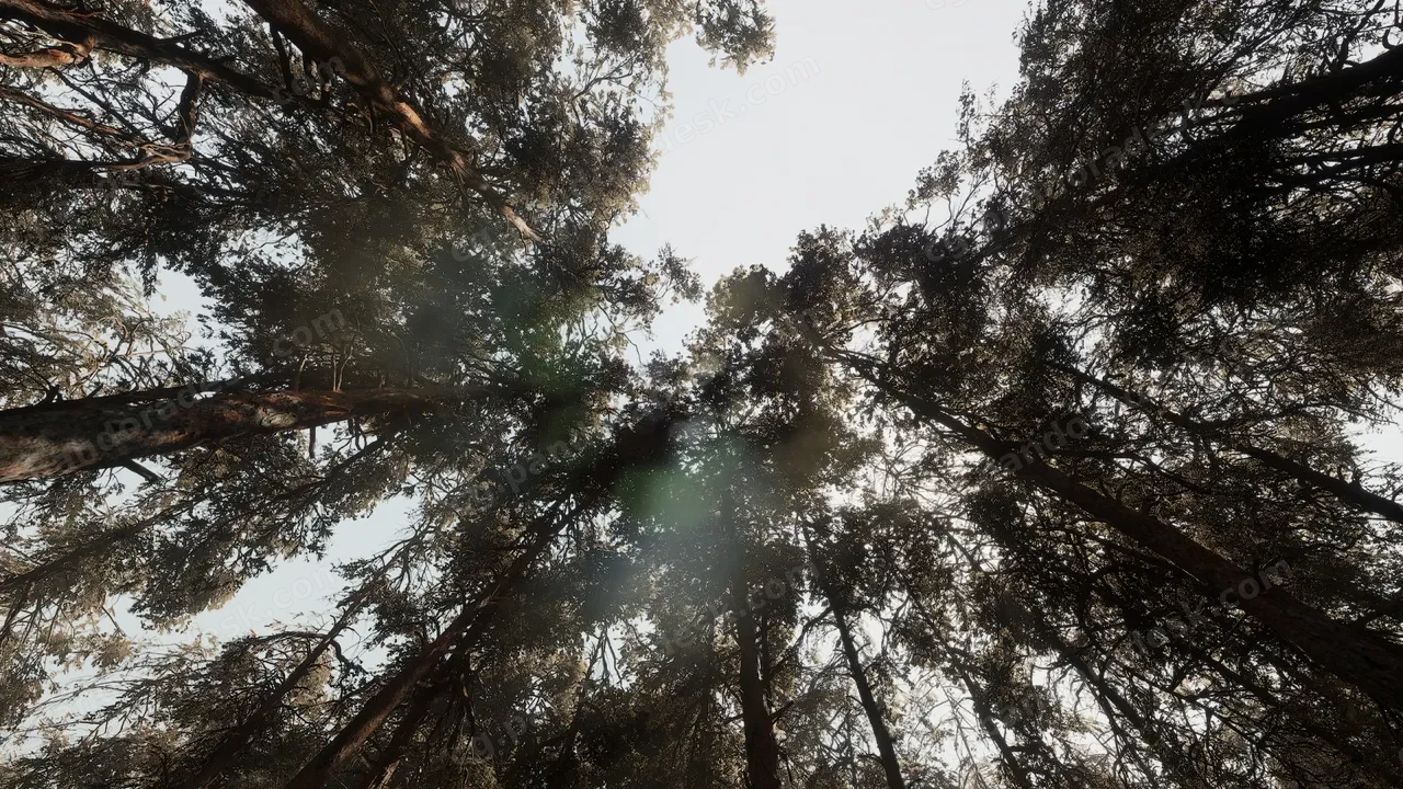 松树林 - 基于摄影测量的高多边形生物群落 - Pine forest - Photogrammetry based High poly Biome