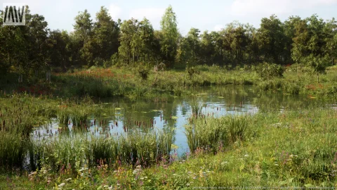 草甸森林树木生物群系 MW Meadow Forest Trees Biome