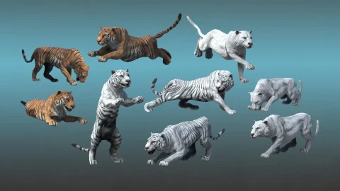 老虎-Asian Animal - Tiger