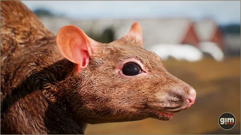 老鼠-Animalia - Rat