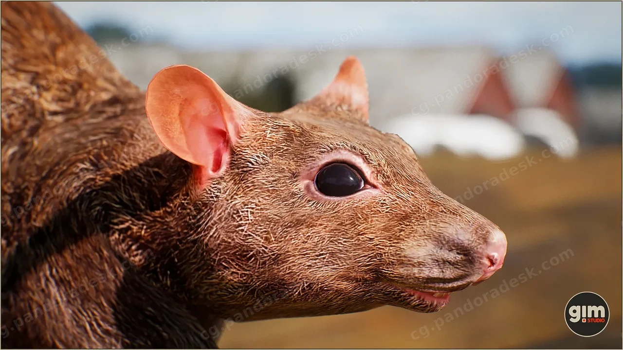 老鼠-Animalia - Rat