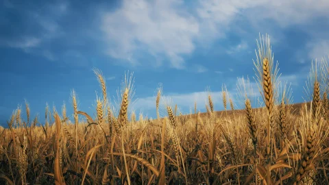 麦田 - Nanite Foliage - Wheat Field