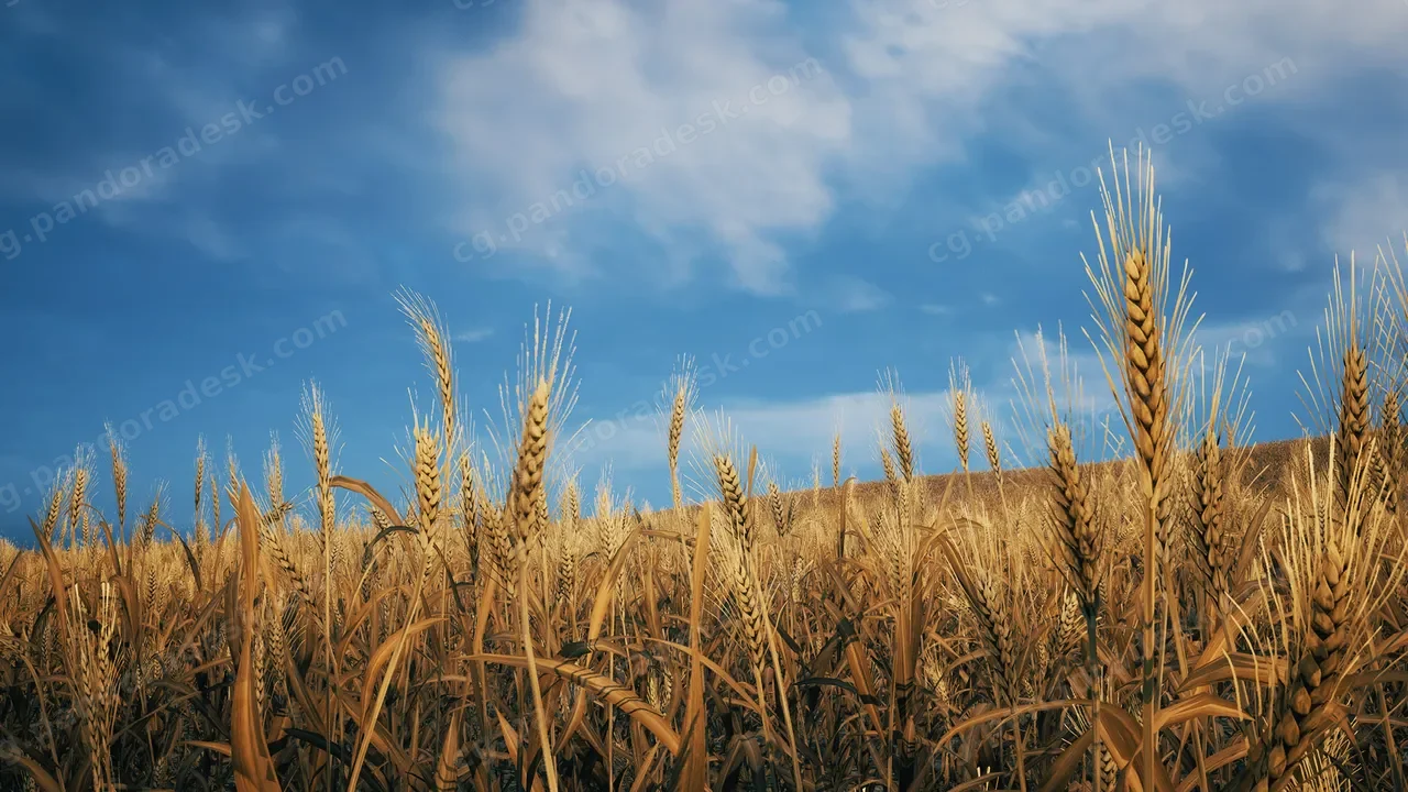 麦田 - Nanite Foliage - Wheat Field