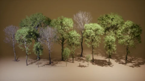 《草木》第45期——山毛榉树 Foliage VOL.45 - Beech Trees