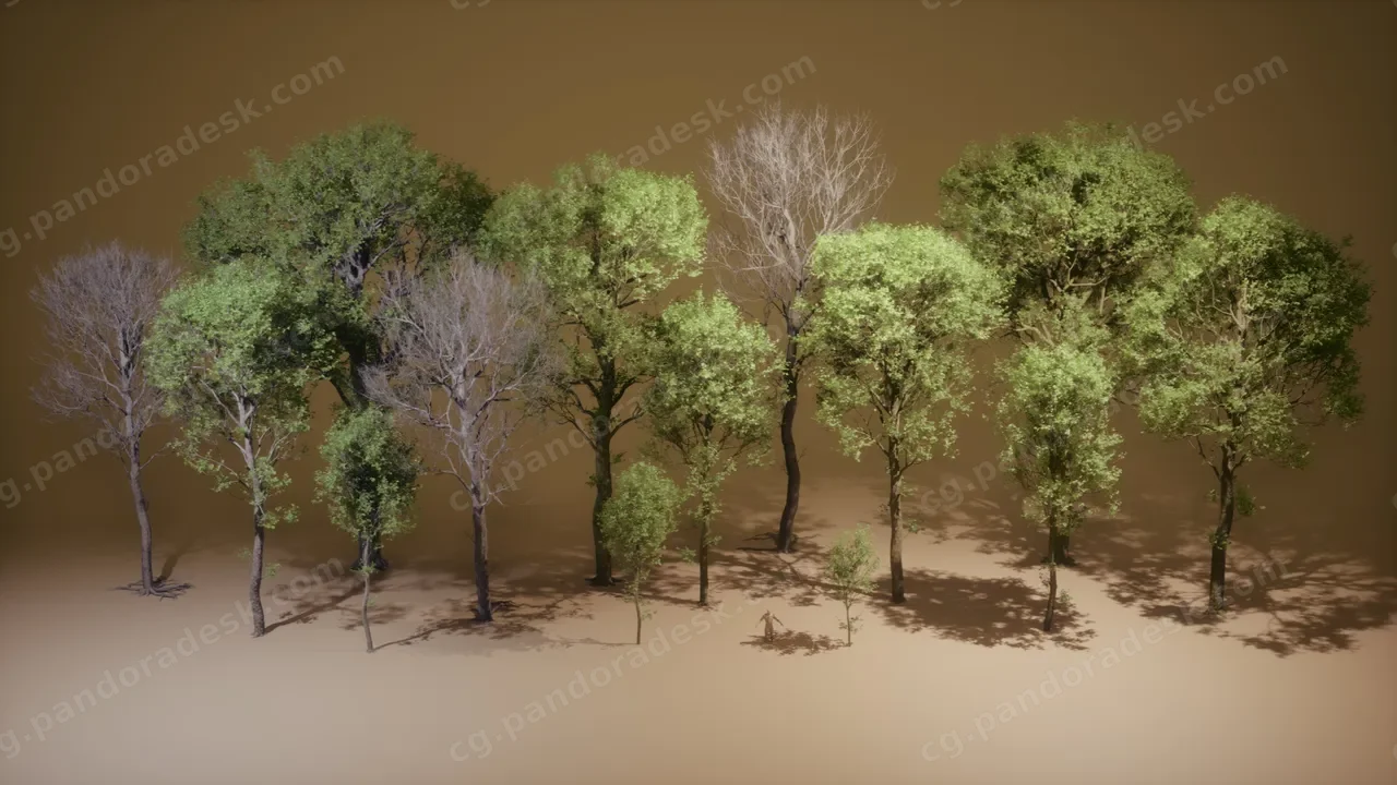 《草木》第45期——山毛榉树 Foliage VOL.45 - Beech Trees