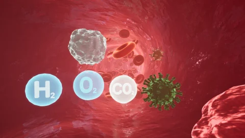 血液循环血管心脏内部环境模拟 Blood Circulation