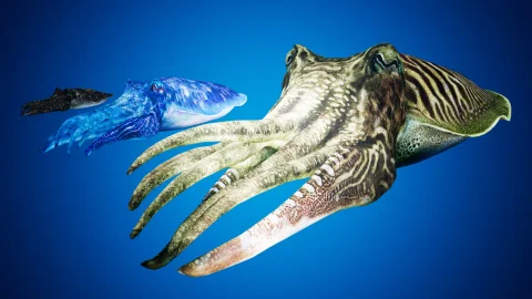 墨鱼模型 - Cuttlefish Camouflage